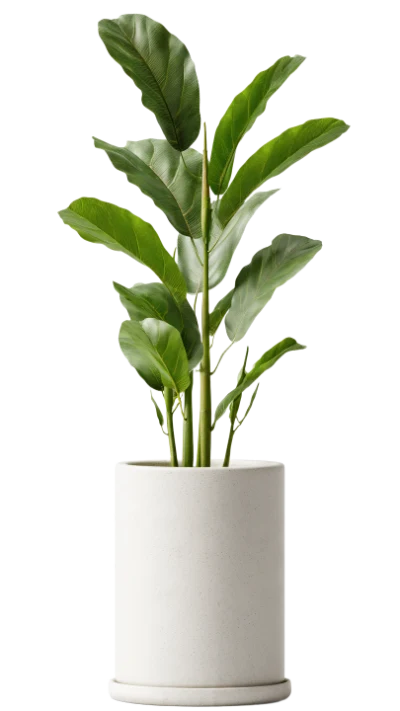 3D Fiddle Leaf Plant