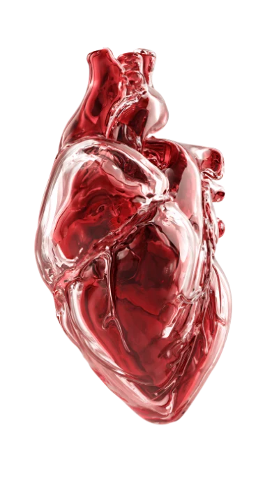 3D Glass Human Heart