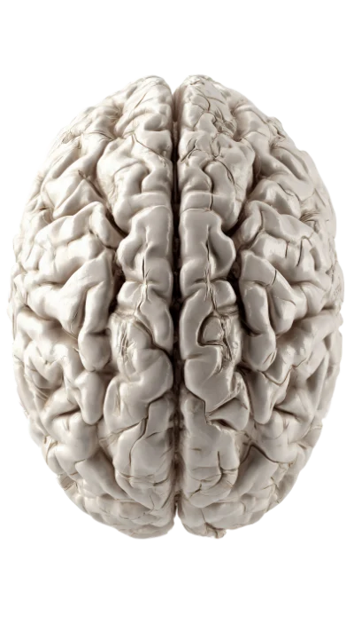 3D Human Brain