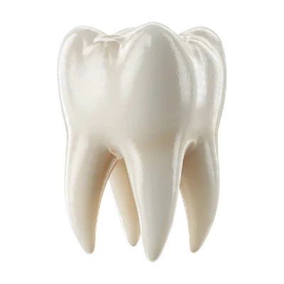 3D Human Molar Tooth