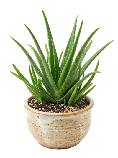 Aloe Vera Plant