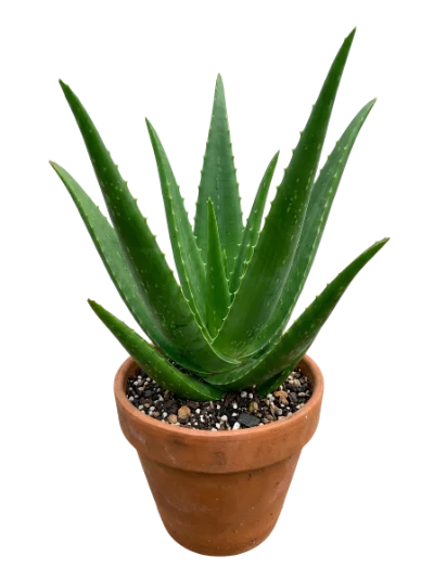 Aloe Vera Plant