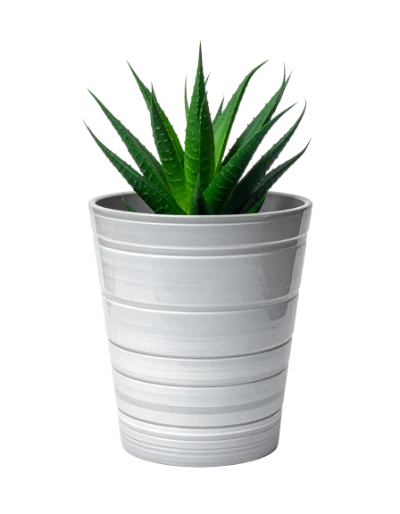 Aloe Vera Plant
