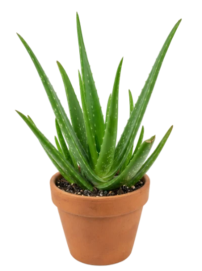 Aloe Vera Plant