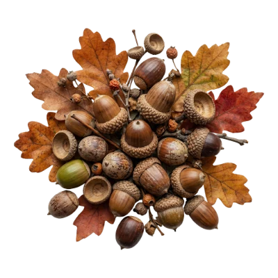 Autumn Acorns And Leaves