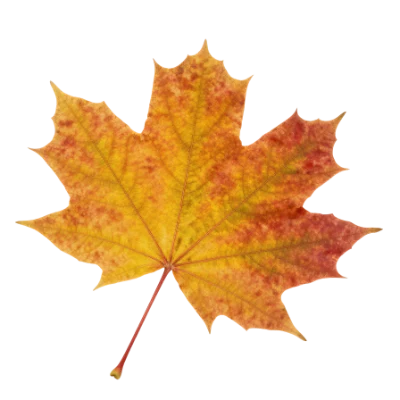 Autumn Maple Leaf