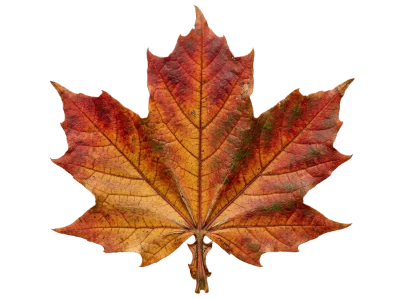 Autumn Maple Leaf