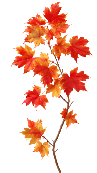 Autumn Maple Leaf Branch