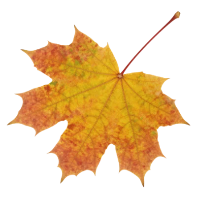 Autumn Maple Leaf