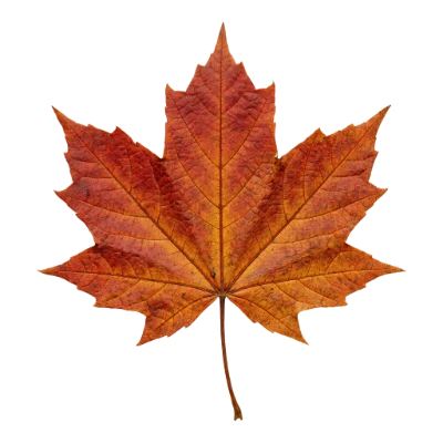 Autumn Maple Leaf