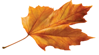 Autumn Maple Leaf