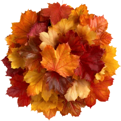 Autumn Maple Leaves Bouquet
