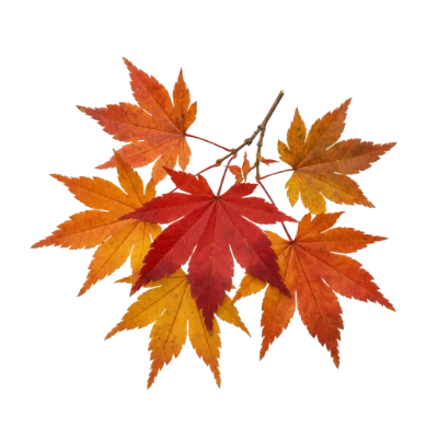 Autumn Maple Leaves Branch