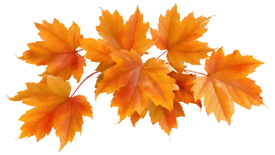 Autumn Maple Leaves Watercolor