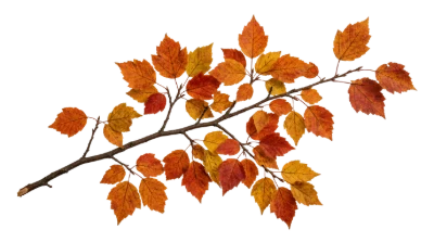 Autumn Tree Branch