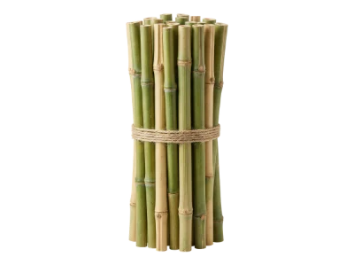Bamboo Stalks Bundle