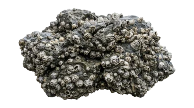 Barnacles On Rock