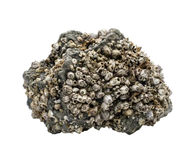 Barnacles On Rock