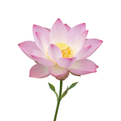 Beautiful Pink Lotus Flower