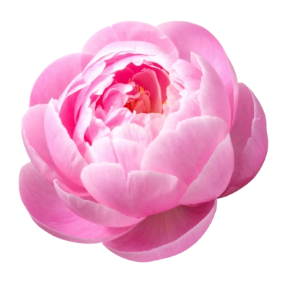 Beautiful Pink Peony Flower