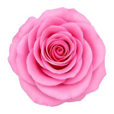 Beautiful Pink Rose