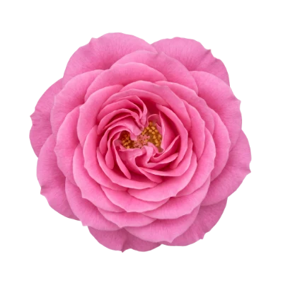 Beautiful Pink Rose Flower