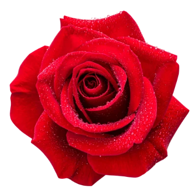 Beautiful Red Rose