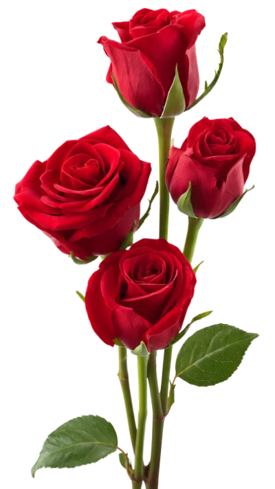 Beautiful Red Rose Bouquet