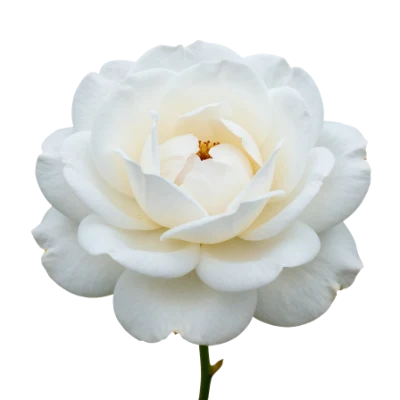 Beautiful White Rose Flower
