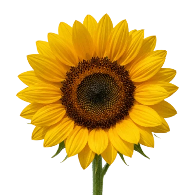 Beautiful Yellow Sunflower