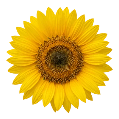 Beautiful Yellow Sunflower Head