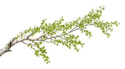 Birch Tree Branch