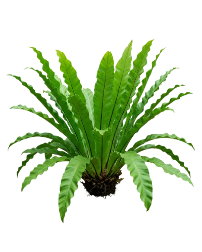 Bird Nest Fern Plant