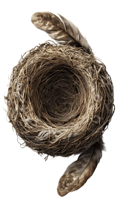 Bird Nest With Feathers