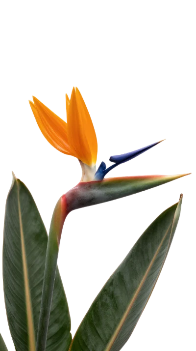 Bird Of Paradise Flower