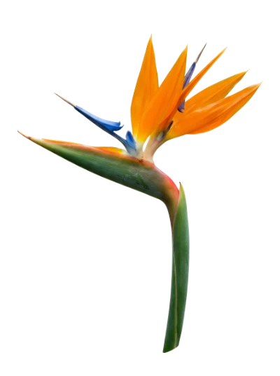 Bird Of Paradise Flower