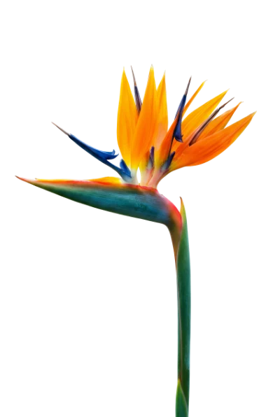 Bird Of Paradise Flower