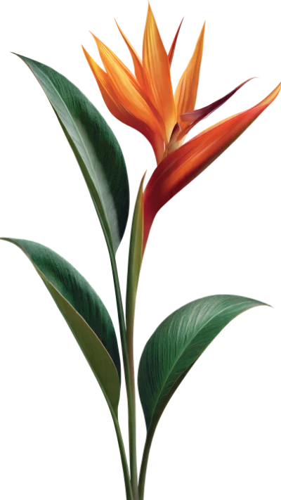 Bird Of Paradise Flower