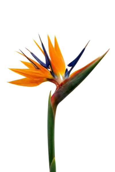 Bird Of Paradise Flower
