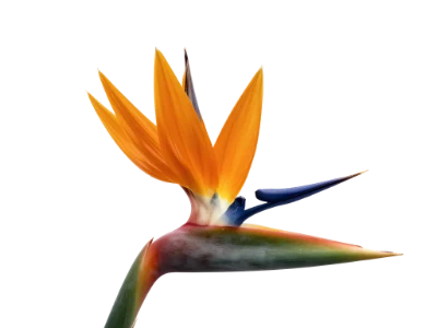 Bird Of Paradise Flower