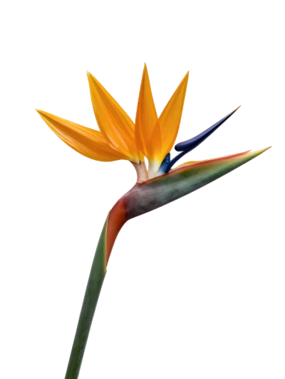Bird Of Paradise Flower