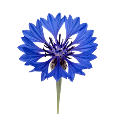 Blue Cornflower Blossom