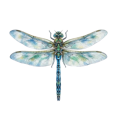 Blue Dragonfly Illustration