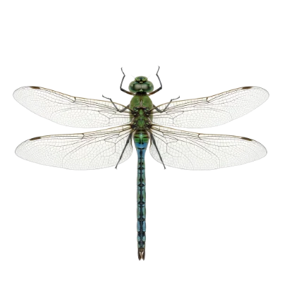 Blue Green Dragonfly Illustration