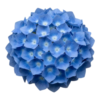 Blue Hydrangea Flower Head