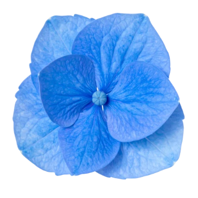Blue Hydrangea Flower Petals