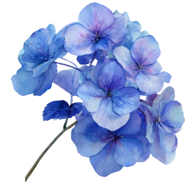 Blue Hydrangea Watercolor Flower