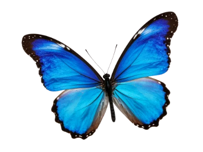 Blue Morpho Butterfly