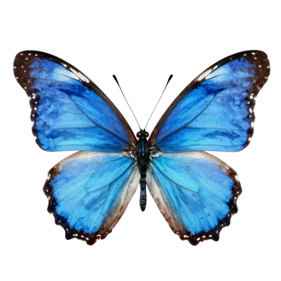 Blue Morpho Butterfly