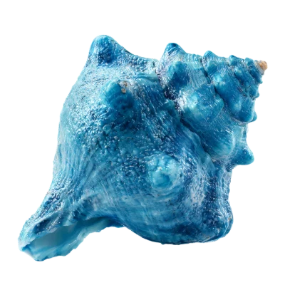 Blue Sea Shell